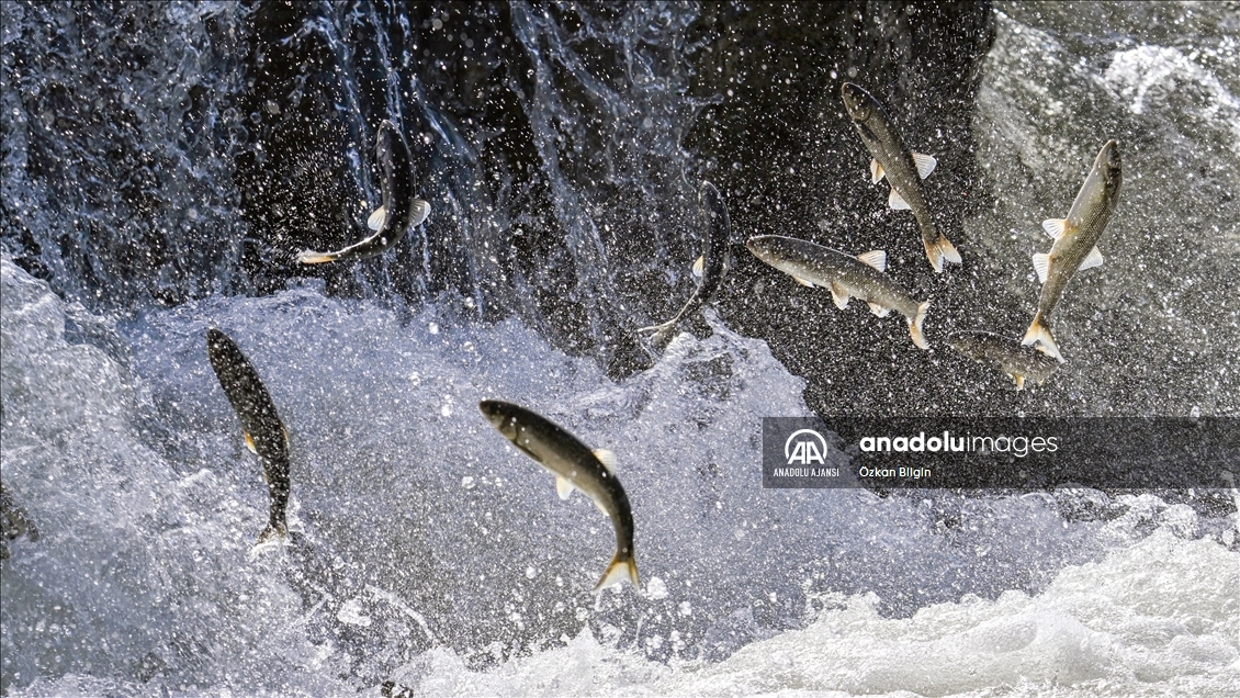 Van Gölü'ndeki İnci kefallerinin göç yolculuğu