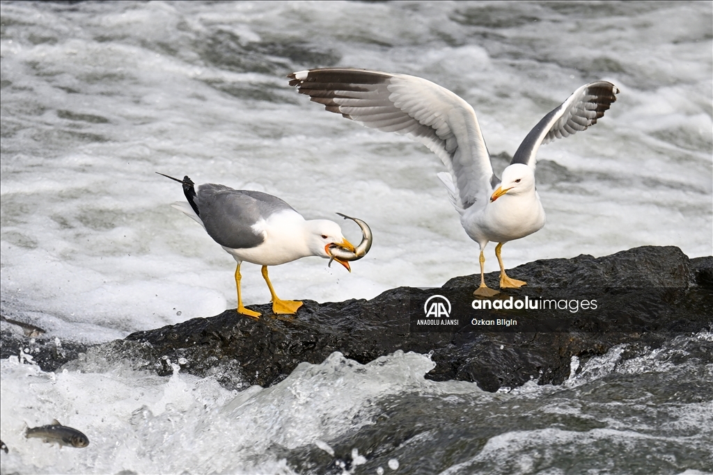 Van Gölü'ndeki İnci kefallerinin göç yolculuğu
