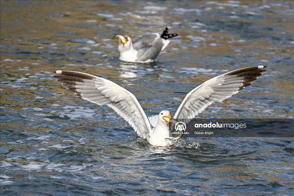 Van Gölü'ndeki İnci kefallerinin göç yolculuğu