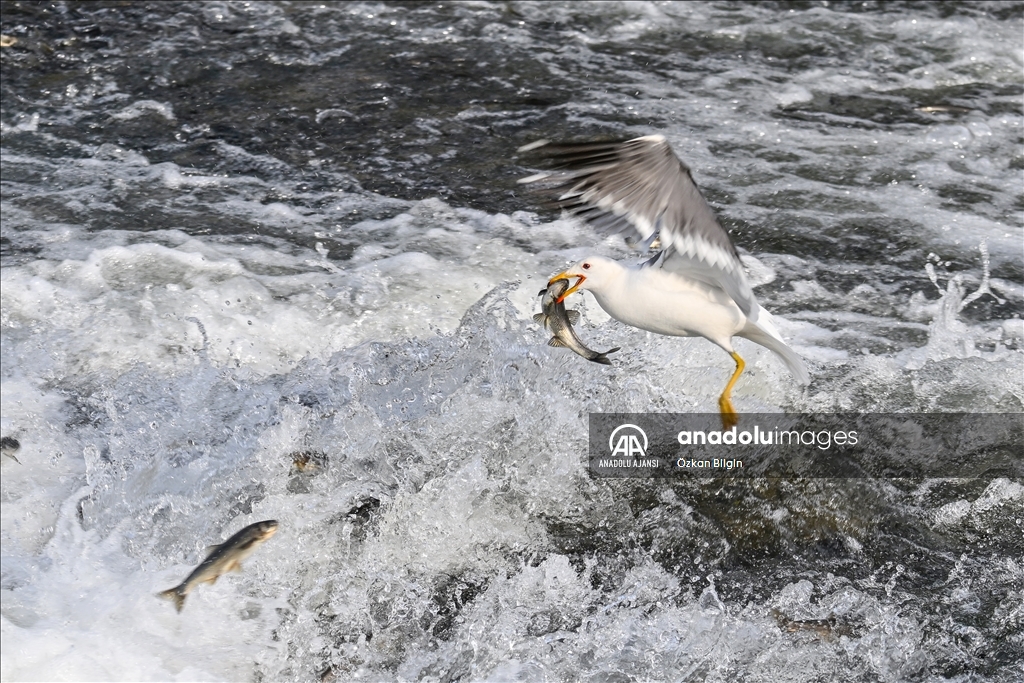 Van Gölü'ndeki İnci kefallerinin göç yolculuğu