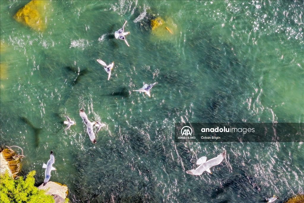 Van Gölü'ndeki İnci kefallerinin göç yolculuğu