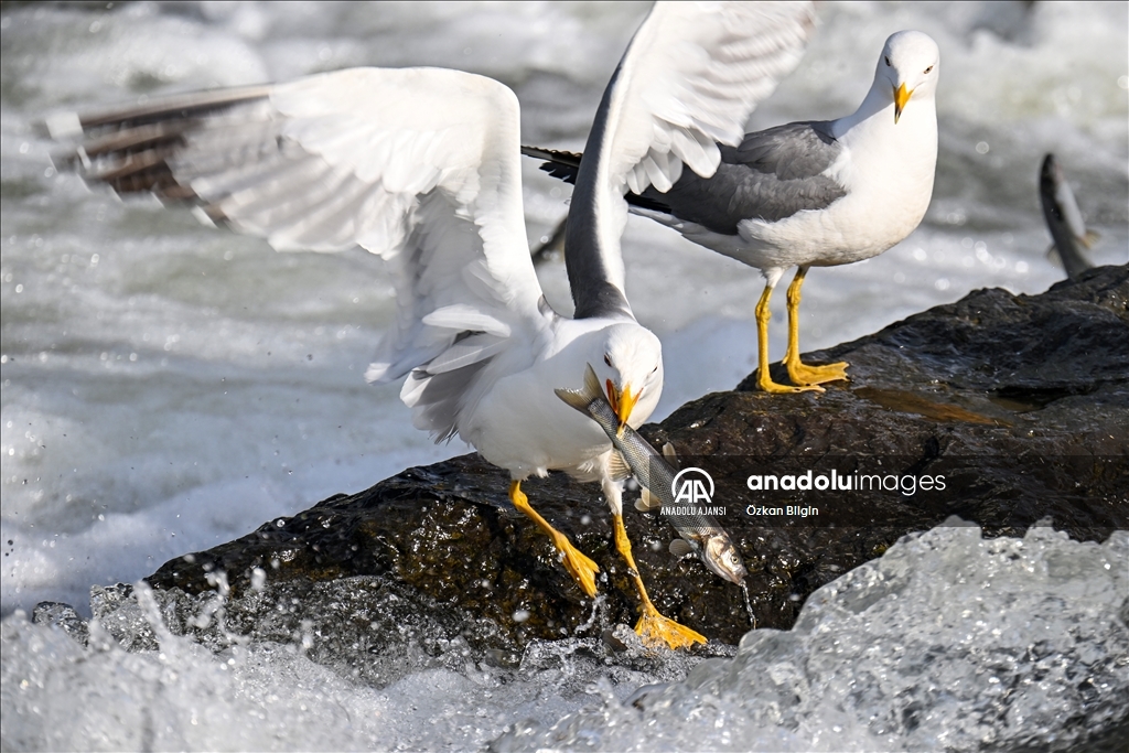 Van Gölü'ndeki İnci kefallerinin göç yolculuğu
