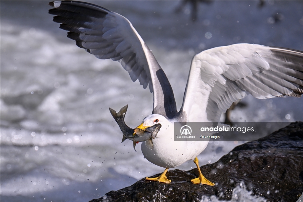 Van Gölü'ndeki İnci kefallerinin göç yolculuğu