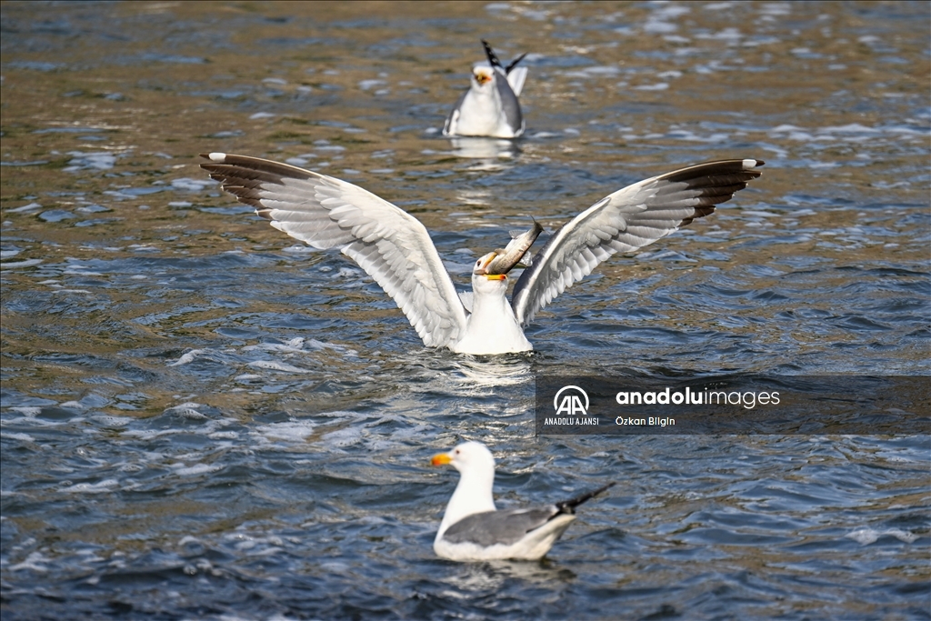 Van Gölü'ndeki İnci kefallerinin göç yolculuğu