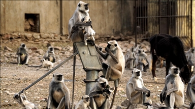 Hindistan'daki langur maymunları