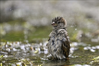 Птицы воспользовались солнечной погодой и почистили свои перышки в луже воды 