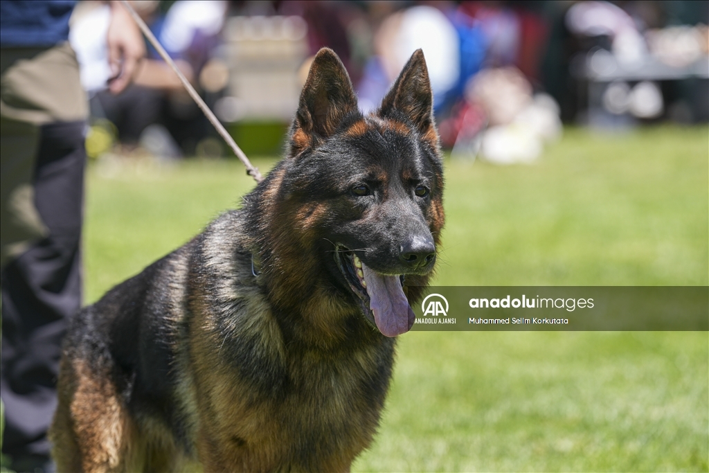 Eğitimlerini başarıyla tamamlayan "Alman çoban köpekleri" için yarışma düzenlendi
