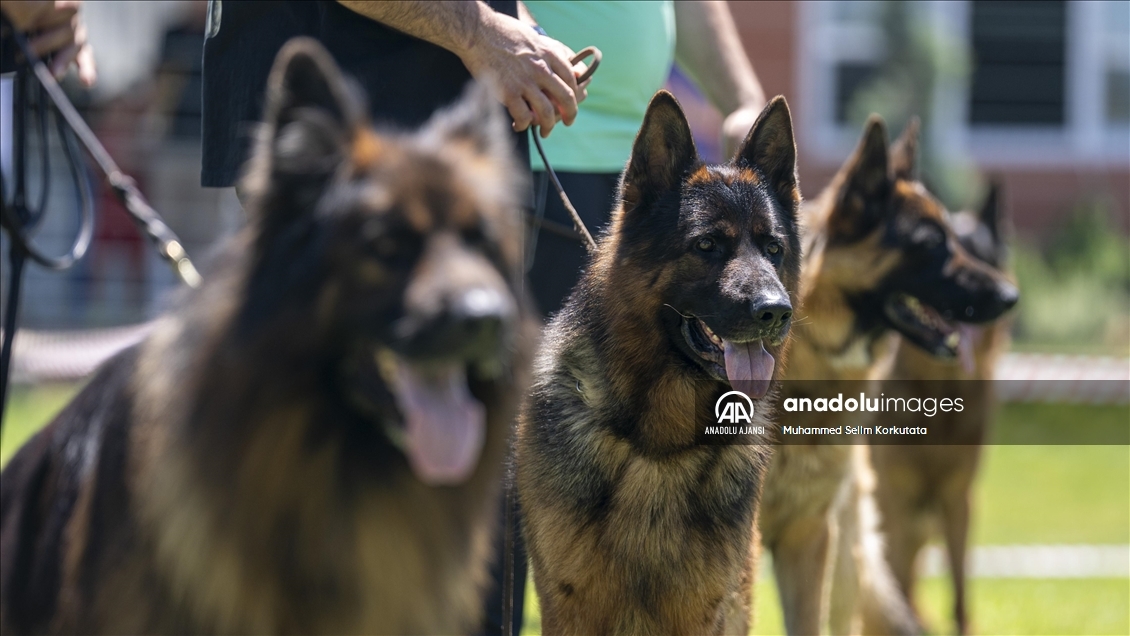 Eğitimlerini başarıyla tamamlayan "Alman çoban köpekleri" için yarışma düzenlendi