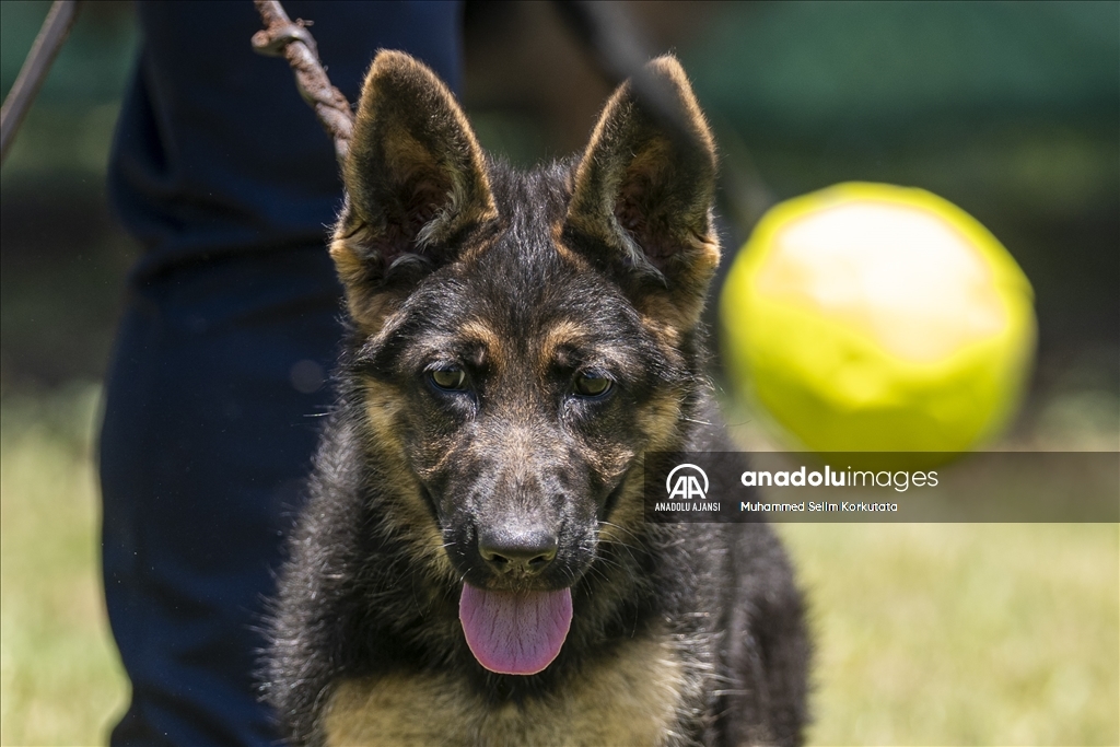 Eğitimlerini başarıyla tamamlayan "Alman çoban köpekleri" için yarışma düzenlendi