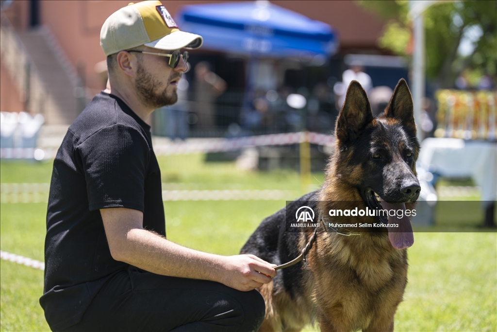 Eğitimlerini başarıyla tamamlayan "Alman çoban köpekleri" için yarışma düzenlendi