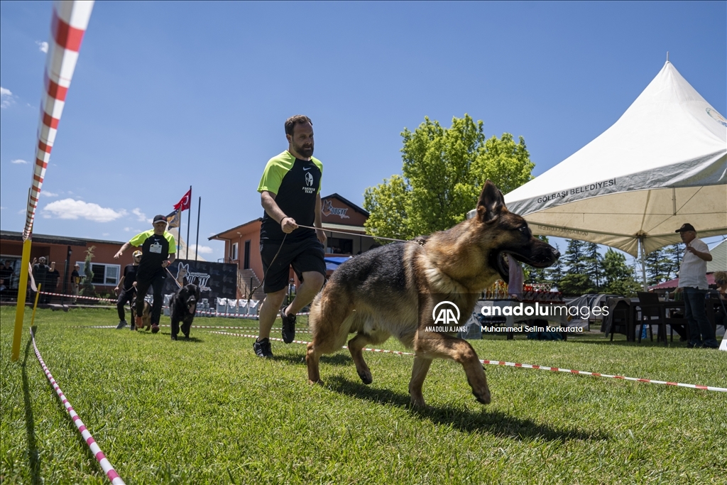 Eğitimlerini başarıyla tamamlayan "Alman çoban köpekleri" için yarışma düzenlendi