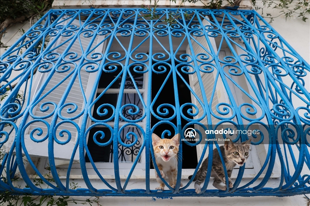 Denizin evlere rengini verdiği kasaba: Sidi Bou Said