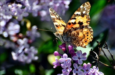 Разноцветные бабочки – украшение района Сарыкамыш турецкой провинции Карс