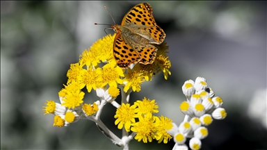 Doğanın renkli aksesuarı: Kelebek