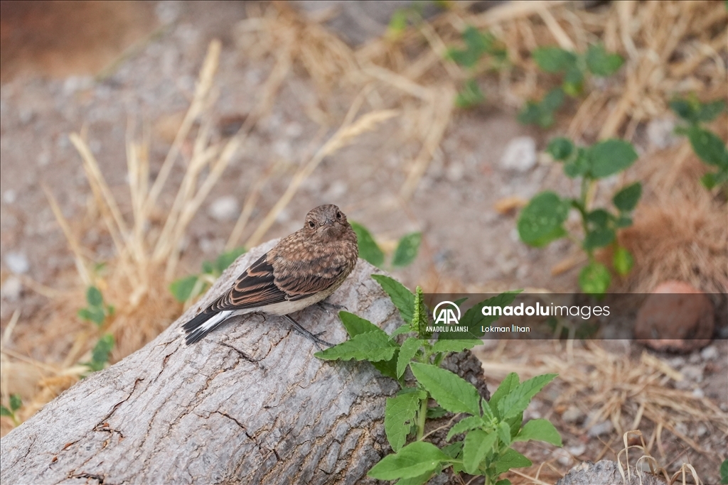 Bergama Akropolü'nün kuşları