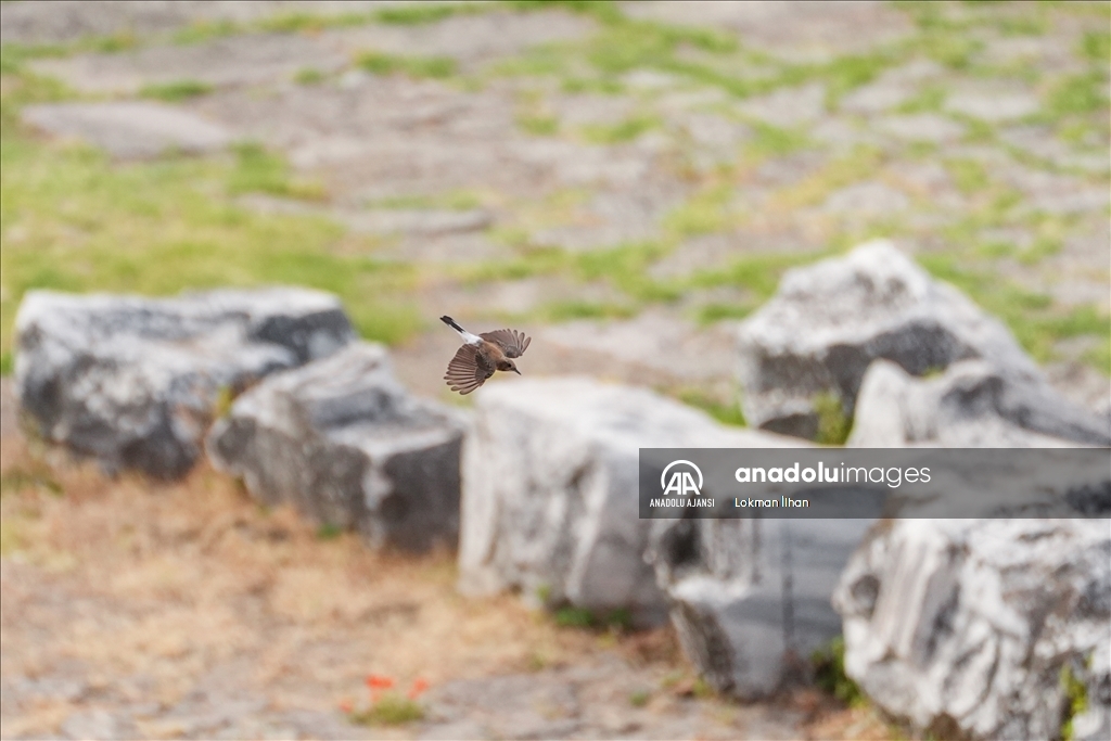Bergama Akropolü'nün kuşları