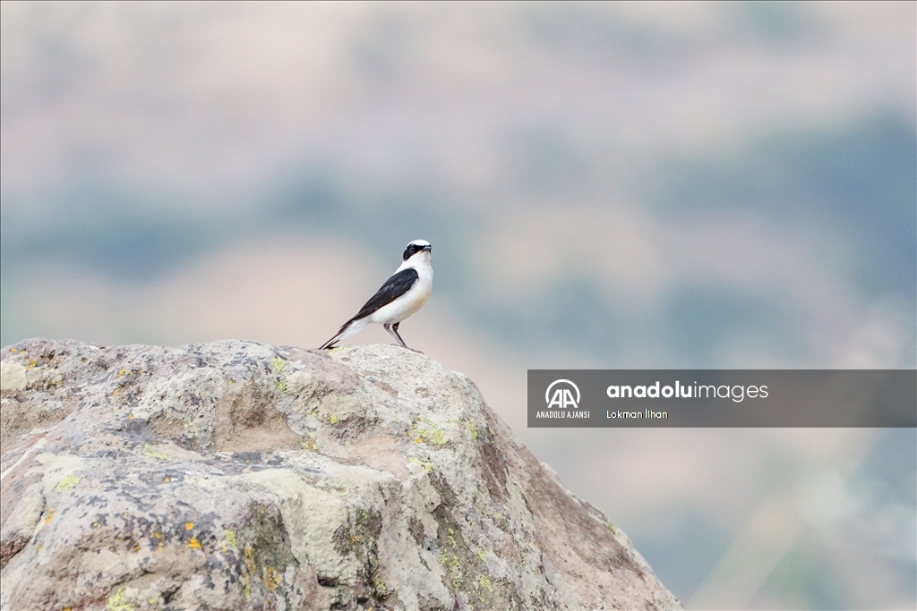 Bergama Akropolü'nün kuşları