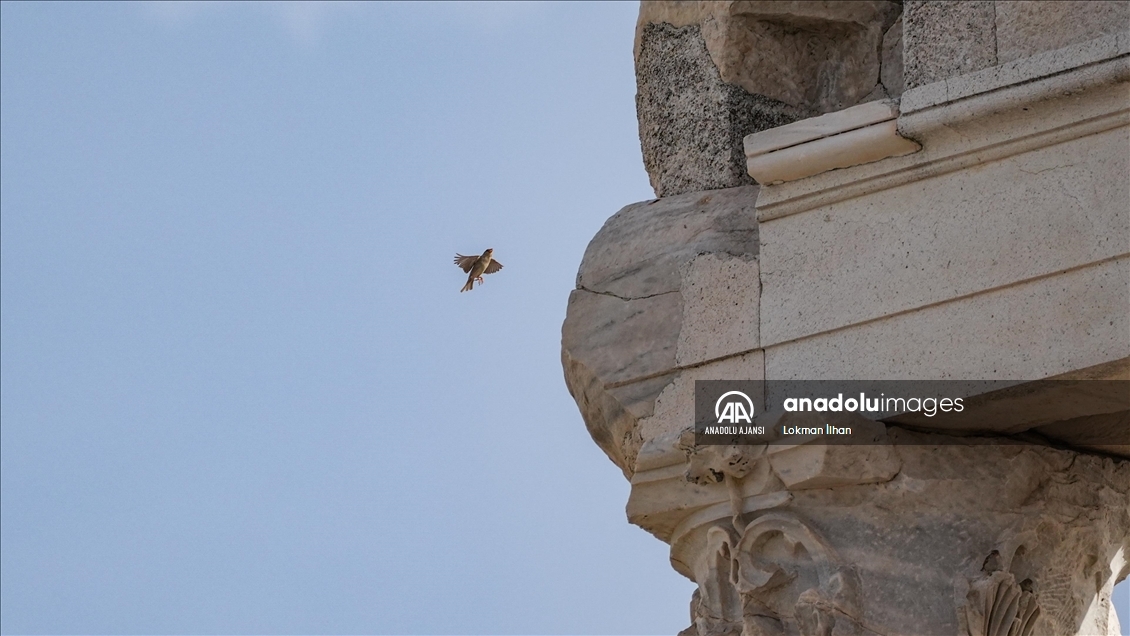Bergama Akropolü'nün kuşları