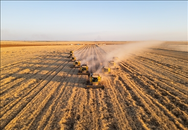 Stotine kombajna sinhronizirano žanje na nepreglednim poljima turske “riznice žitarica“ 