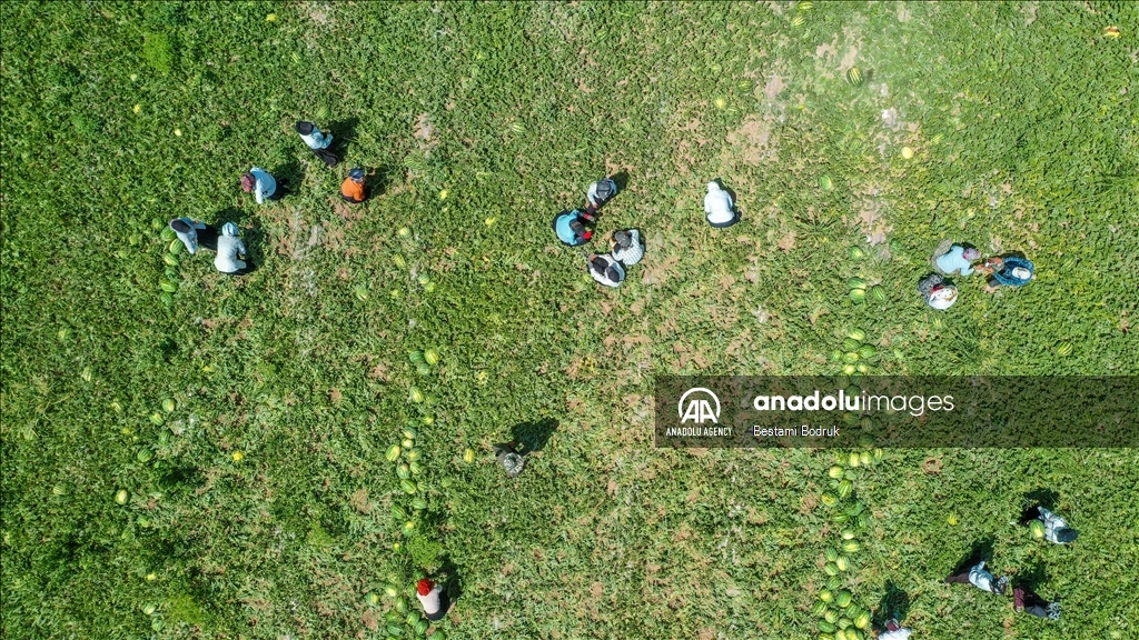 Фермеры в турецкой провинции Диярбакыр собирают арбузы в палящую жару