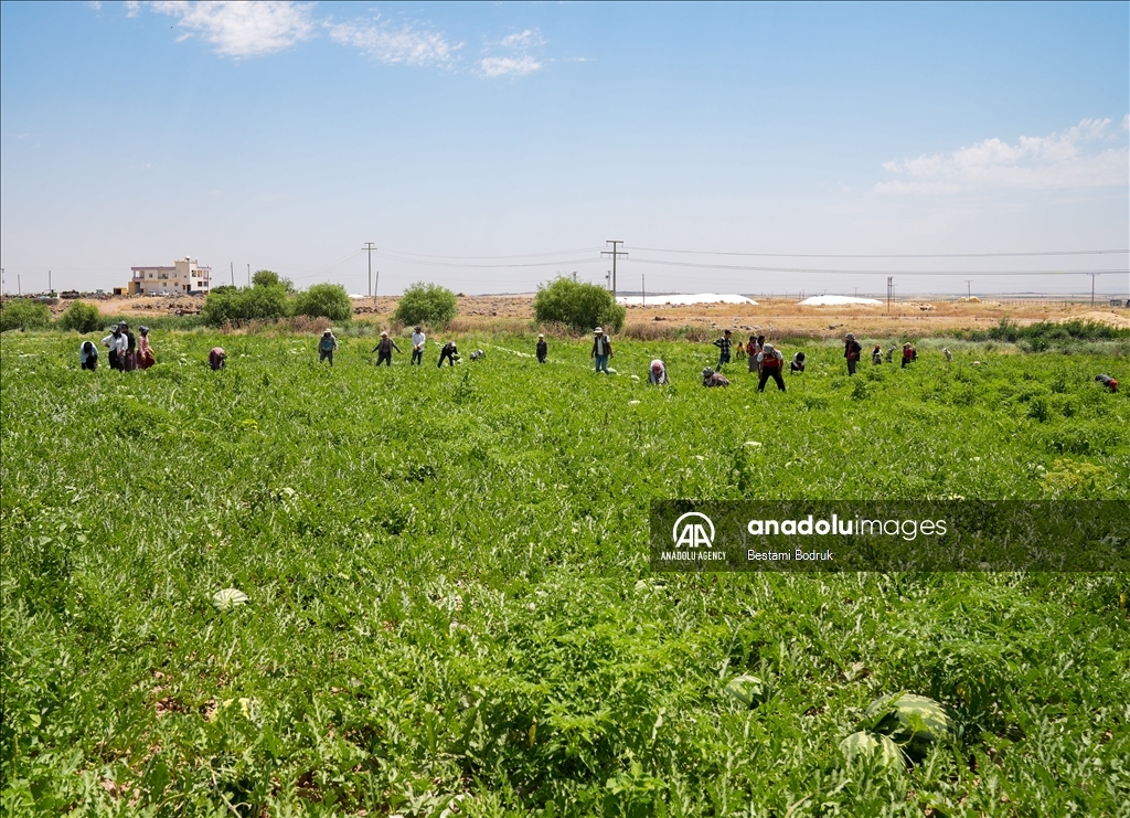 Фермеры в турецкой провинции Диярбакыр собирают арбузы в палящую жару