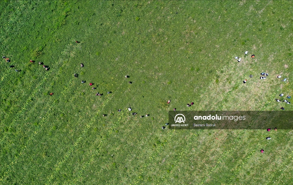 Фермеры в турецкой провинции Диярбакыр собирают арбузы в палящую жару