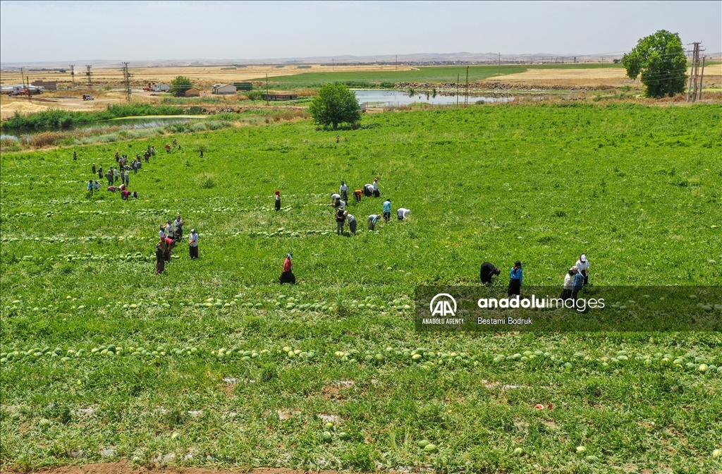 Фермеры в турецкой провинции Диярбакыр собирают арбузы в палящую жару