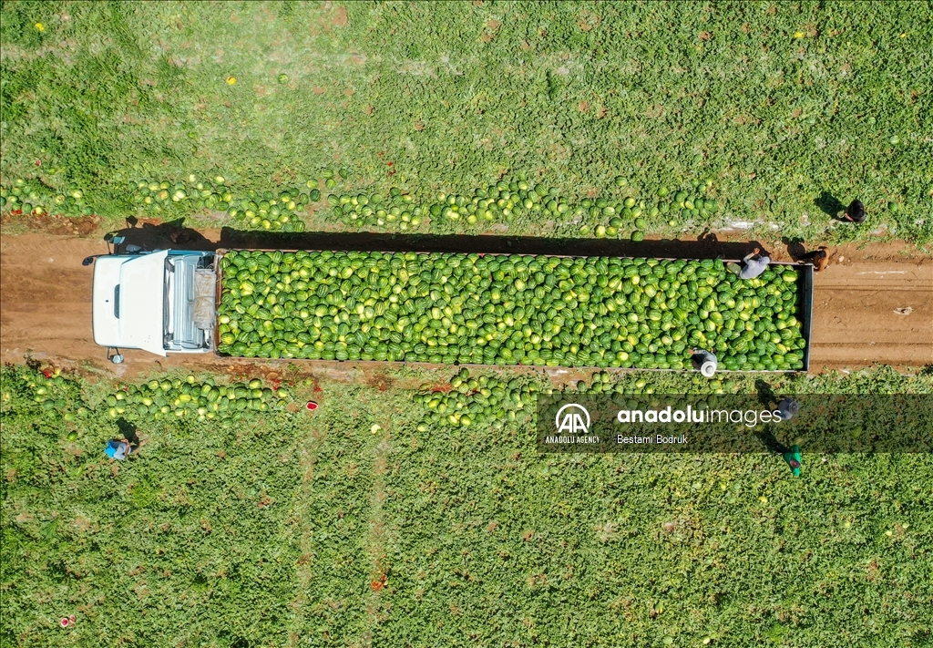 Фермеры в турецкой провинции Диярбакыр собирают арбузы в палящую жару