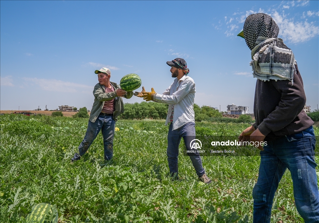 Фермеры в турецкой провинции Диярбакыр собирают арбузы в палящую жару