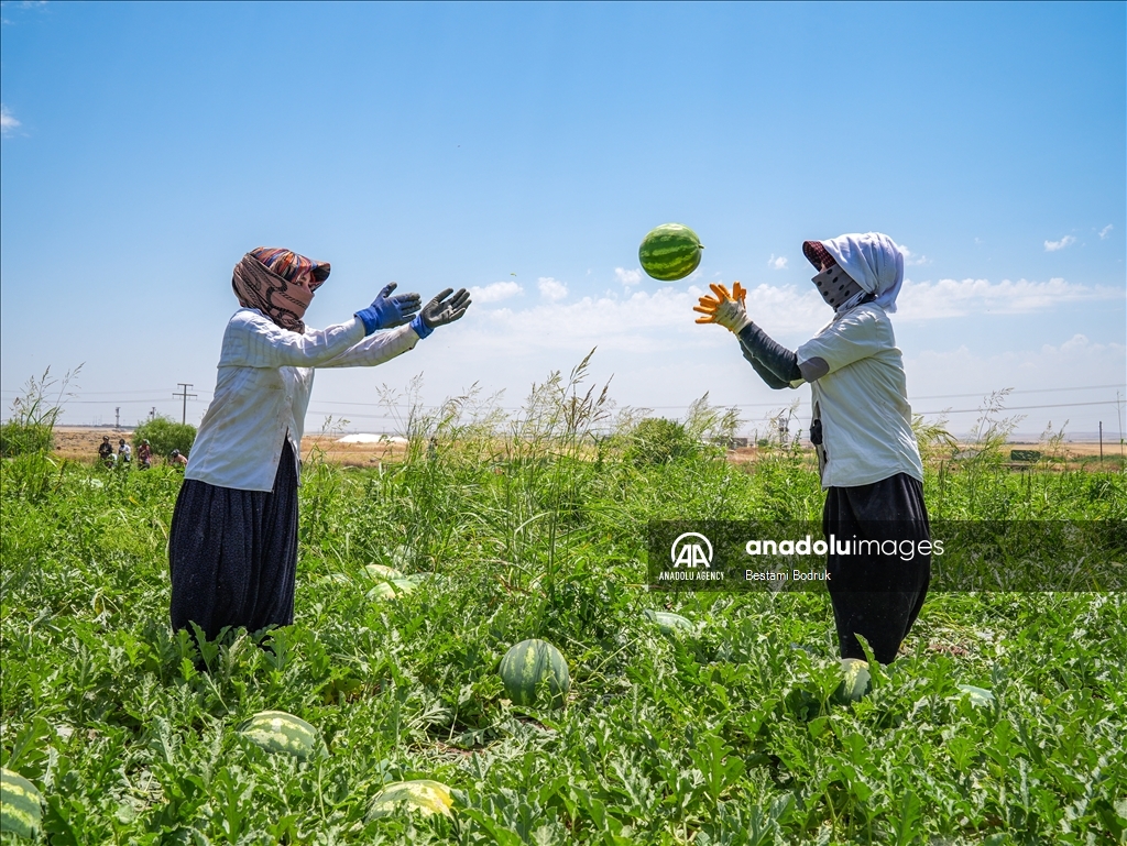 Фермеры в турецкой провинции Диярбакыр собирают арбузы в палящую жару