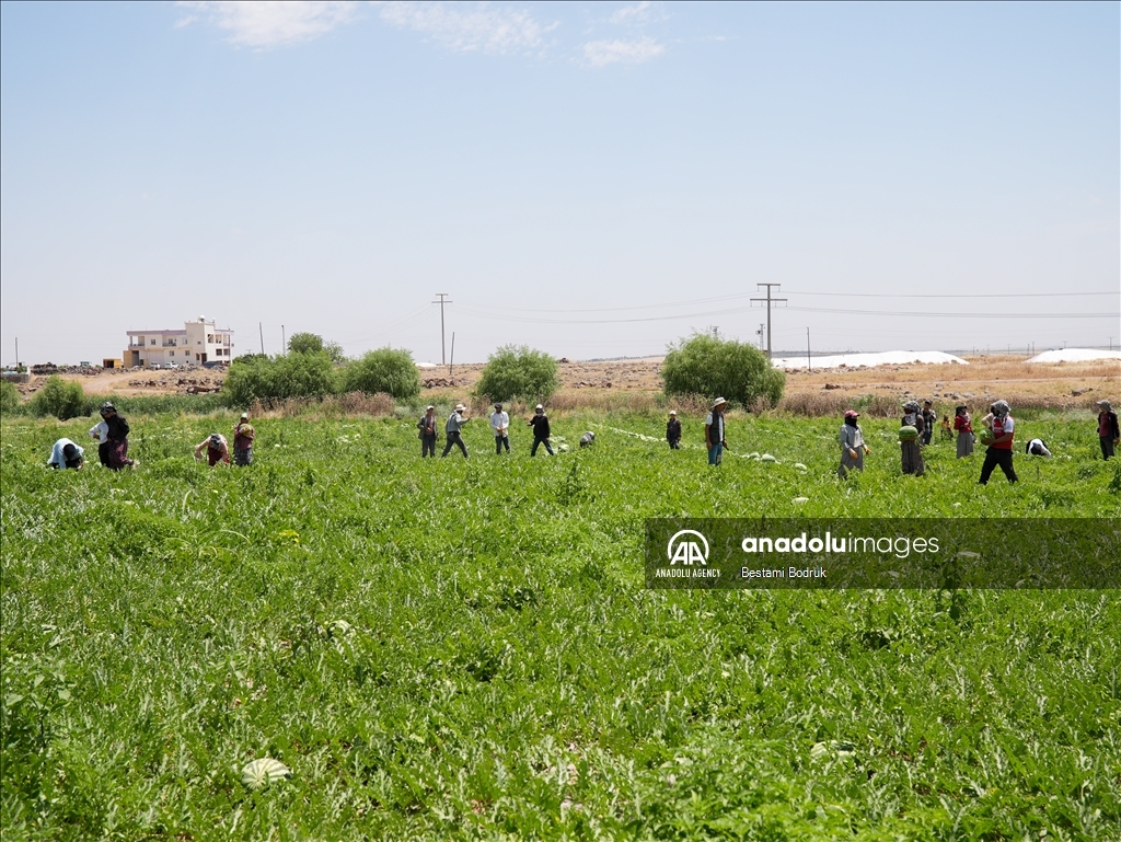 Фермеры в турецкой провинции Диярбакыр собирают арбузы в палящую жару