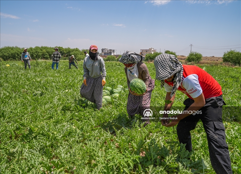 Фермеры в турецкой провинции Диярбакыр собирают арбузы в палящую жару