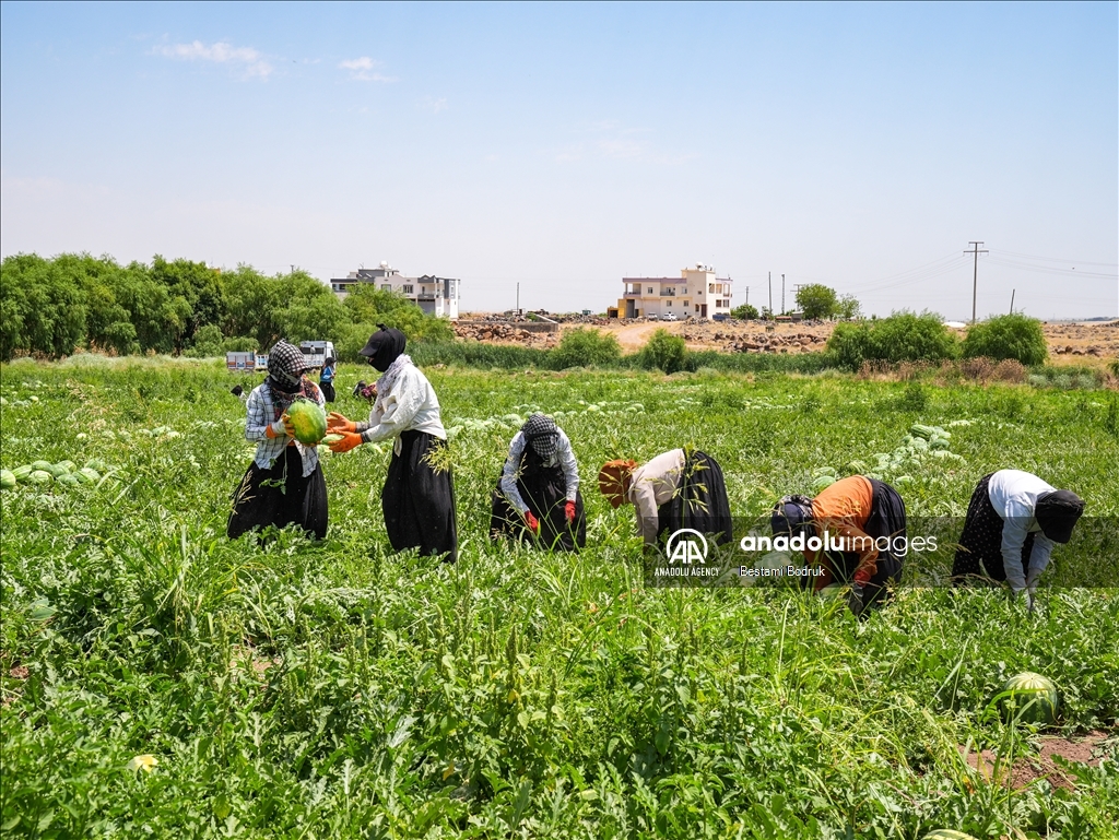 Фермеры в турецкой провинции Диярбакыр собирают арбузы в палящую жару