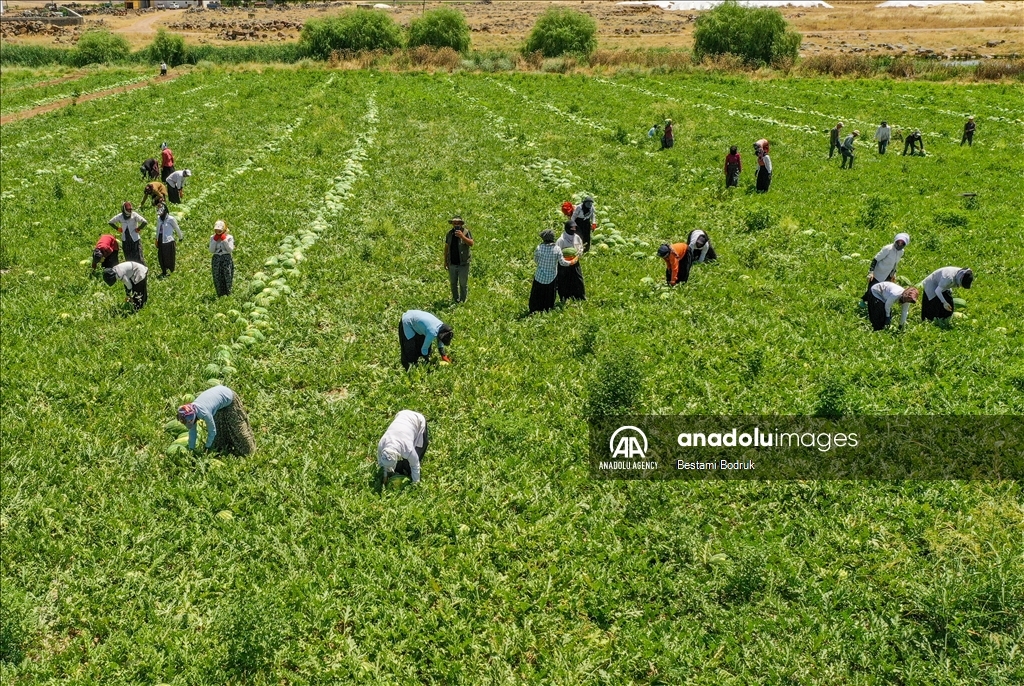 Фермеры в турецкой провинции Диярбакыр собирают арбузы в палящую жару