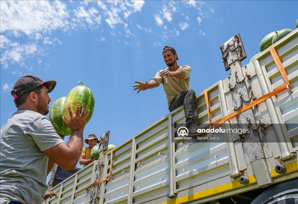 Фермеры в турецкой провинции Диярбакыр собирают арбузы в палящую жару