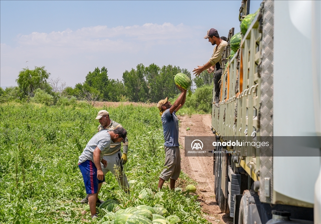 Фермеры в турецкой провинции Диярбакыр собирают арбузы в палящую жару