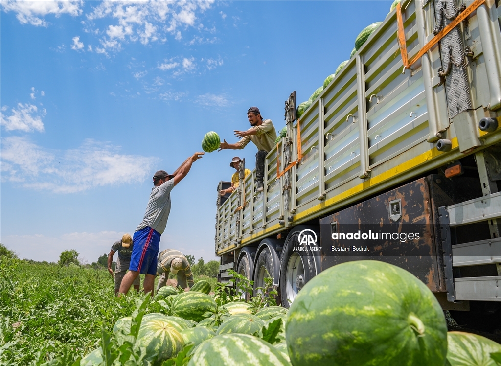 Фермеры в турецкой провинции Диярбакыр собирают арбузы в палящую жару