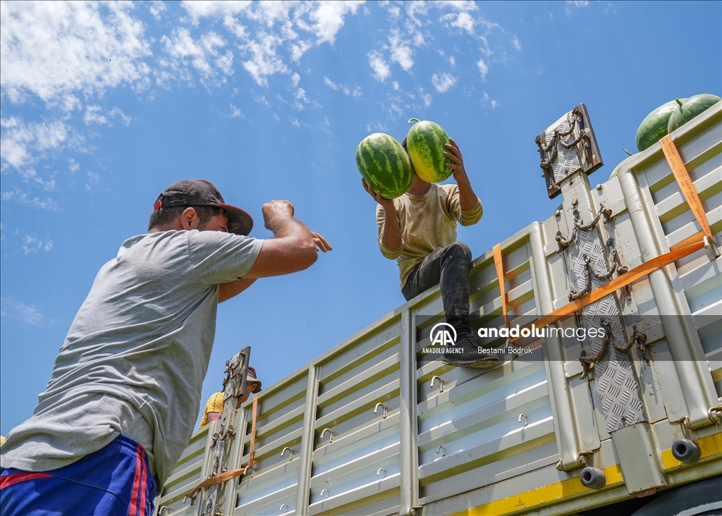 Фермеры в турецкой провинции Диярбакыр собирают арбузы в палящую жару