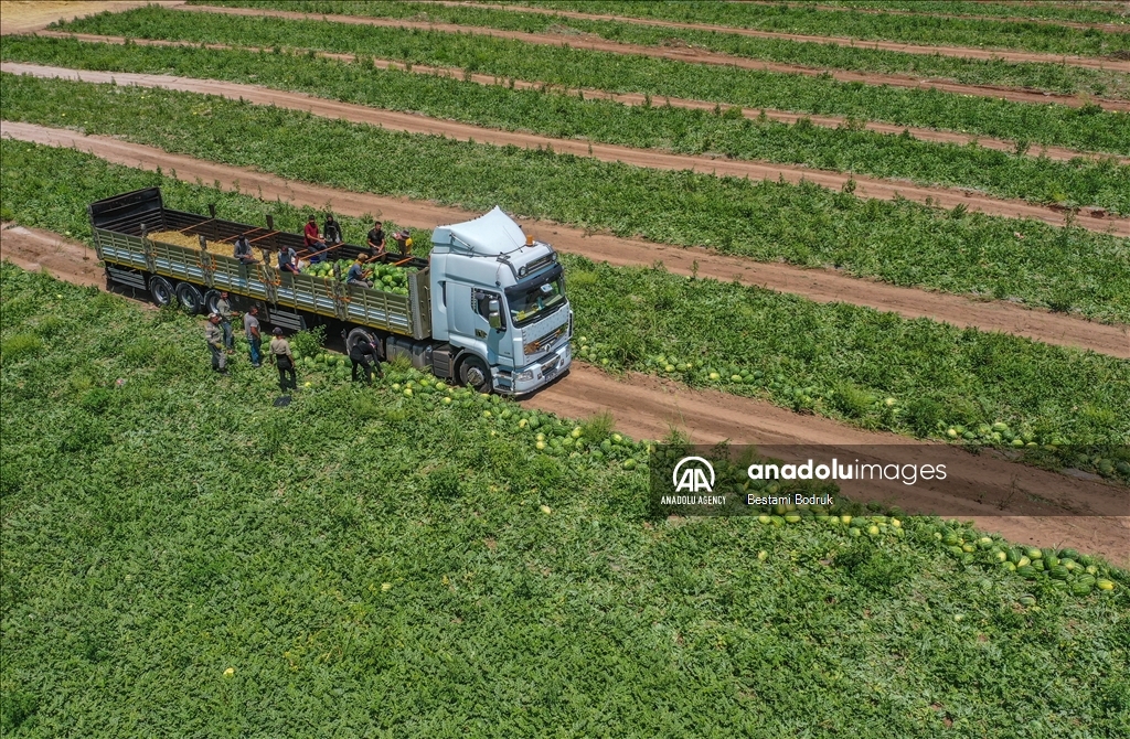 Фермеры в турецкой провинции Диярбакыр собирают арбузы в палящую жару