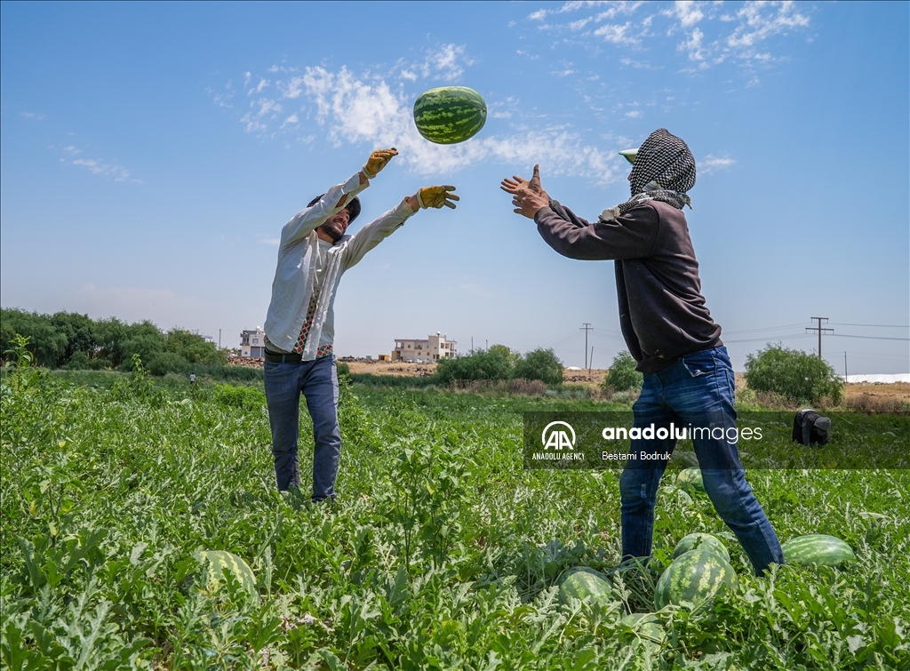 Фермеры в турецкой провинции Диярбакыр собирают арбузы в палящую жару
