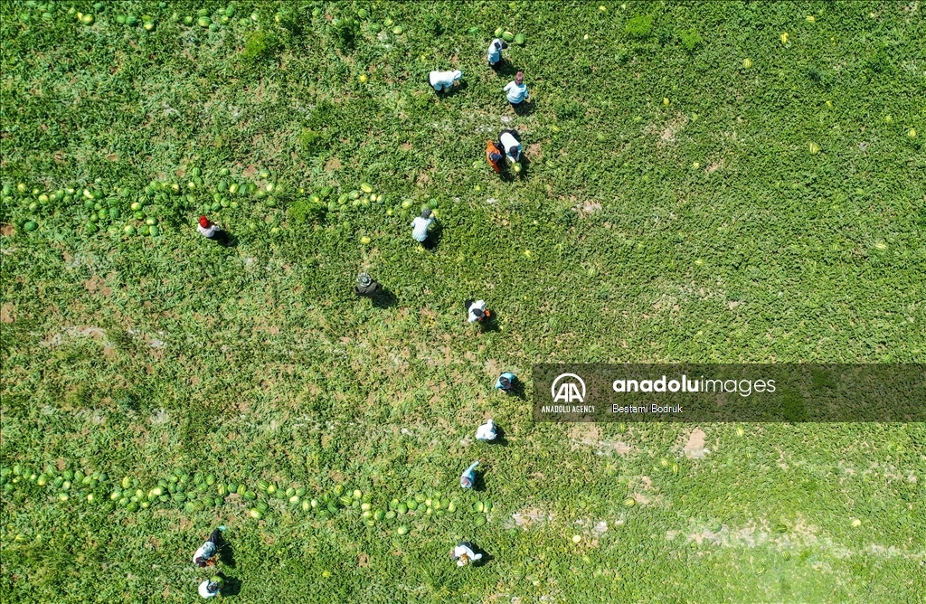 Фермеры в турецкой провинции Диярбакыр собирают арбузы в палящую жару