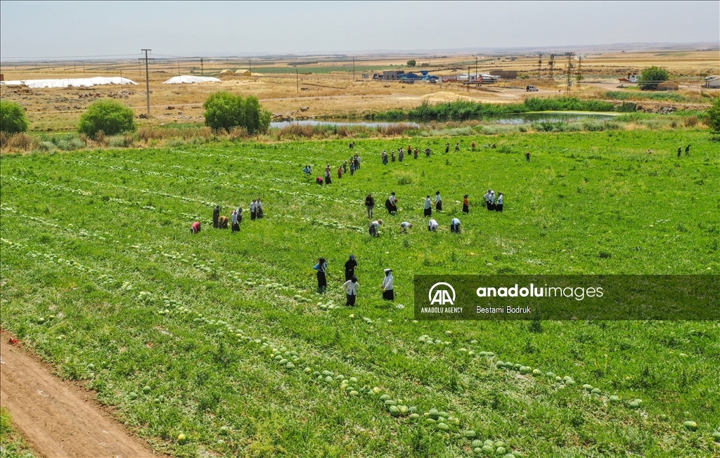 Фермеры в турецкой провинции Диярбакыр собирают арбузы в палящую жару