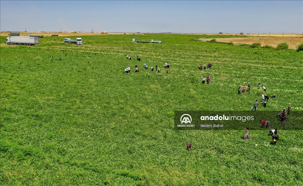 Фермеры в турецкой провинции Диярбакыр собирают арбузы в палящую жару