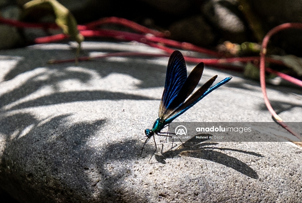 Ankara'nın Kızılcahamam ilçesindeki Kız böcekleri doğaya renk katıyor