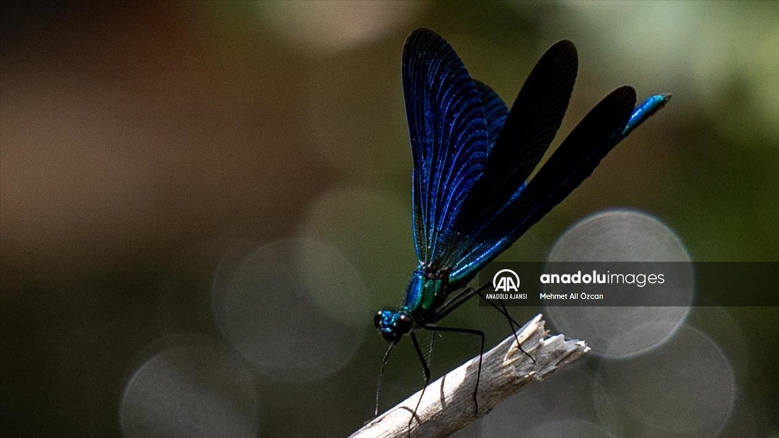 Ankara'nın Kızılcahamam ilçesindeki Kız böcekleri doğaya renk katıyor