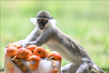 Zoo residents cool off with fruit cocktails in the scorching heat in Turkiye's Kayseri