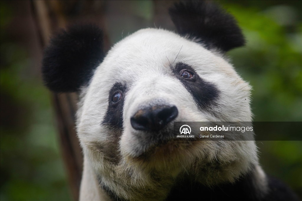 Meksika'daki son panda olan Xin Xin 34. yaş gününü kutluyor