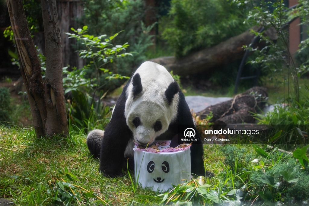 Xin Xin, the last panda in Mexico and the only one in Latin America celebrates her 34th birthday. 
