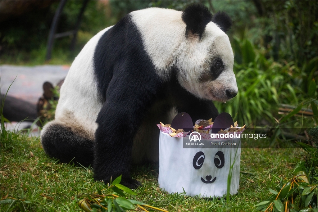 Meksika'daki son panda olan Xin Xin 34. yaş gününü kutluyor