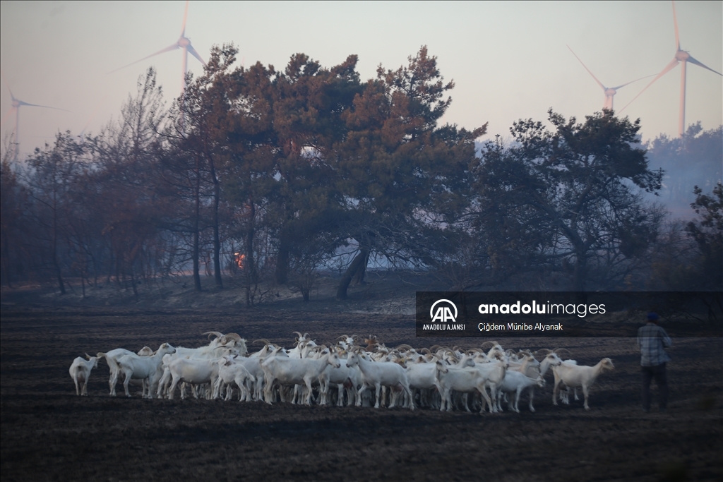 Çanakkale'de tarım arazisinde çıkan yangına müdahale ediliyor